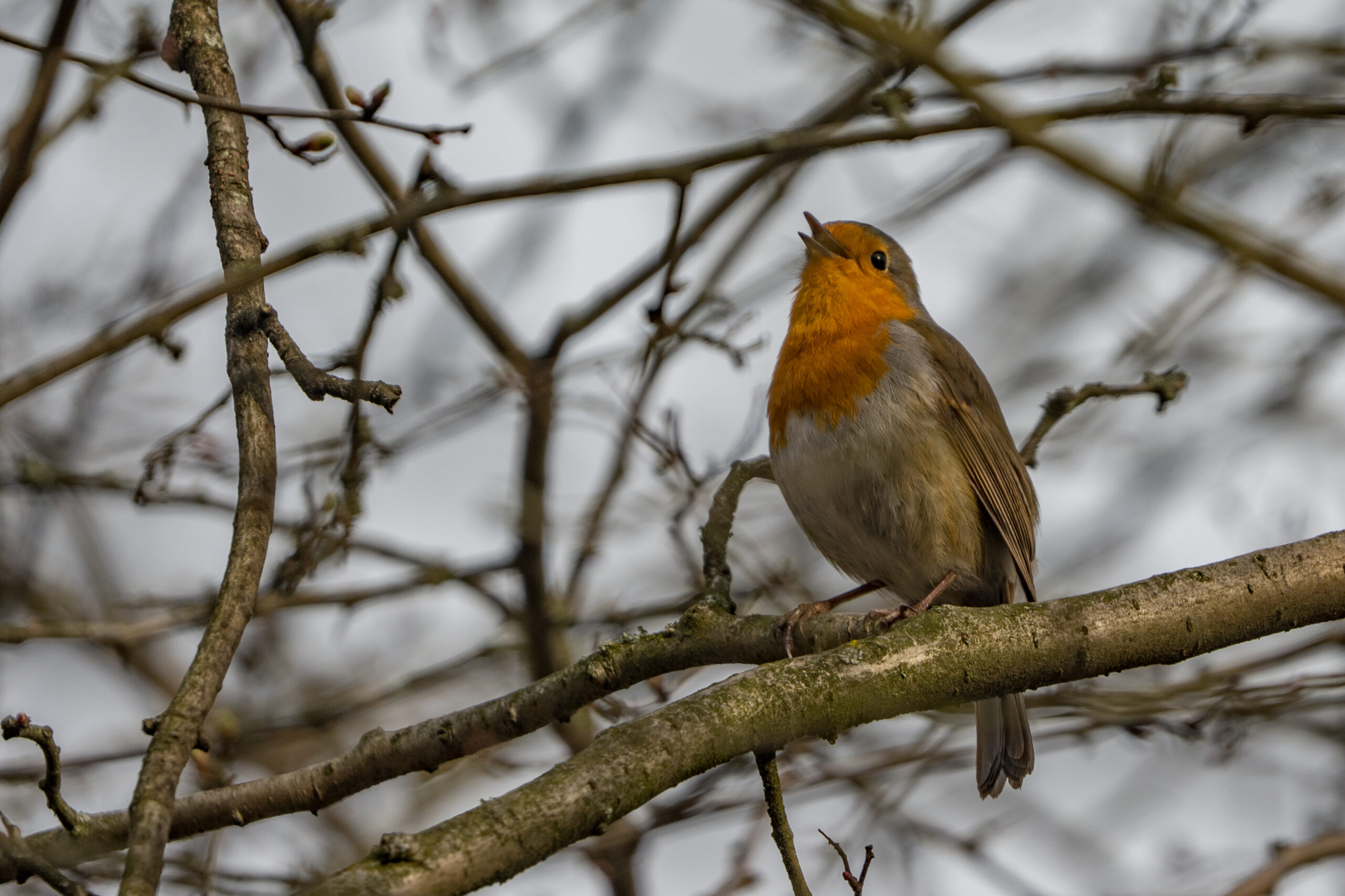 Facettenreiches Frühlingserwachen in Flora und Fauna.